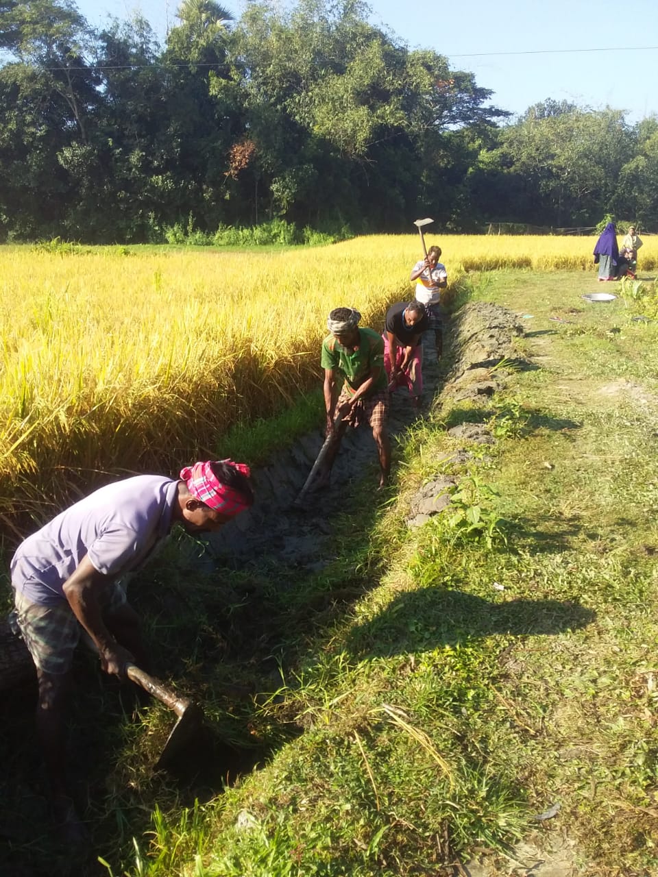 Volunteering For Crops Details
